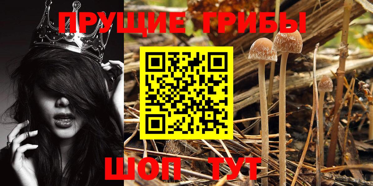 Краснознаменск  Псилоцибиновые грибы GOLDEN TEACHER  Вход с VPN 